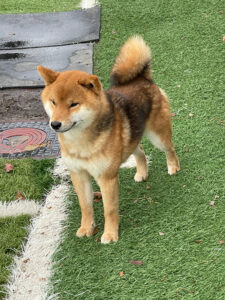 GCH CH Moonlight Blue Bloods