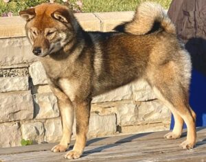 GCH CH Moonlight Mercedes-Benz