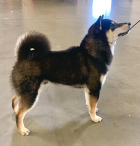 GCH CH Moonlight Oh No There Goes Tokyo Go Go Godzilla