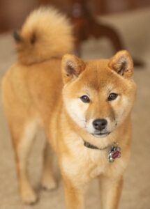 Moonlight Kamiko FDC BCAT CGC