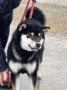 GCH CH Moonlight Oh No There Goes Tokyo Go Go Godzilla